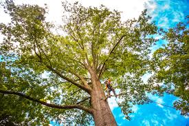 Best Emergency Tree Removal  in Kalifornsky, AK