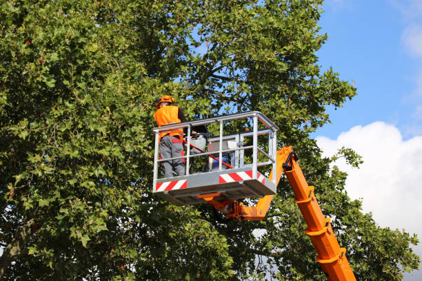 Trusted Kalifornsky, AK Tree Removal Experts