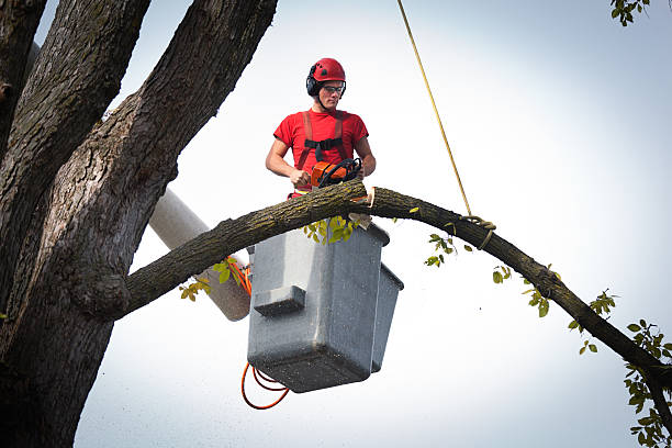 Best Commercial Tree Services  in Kalifornsky, AK